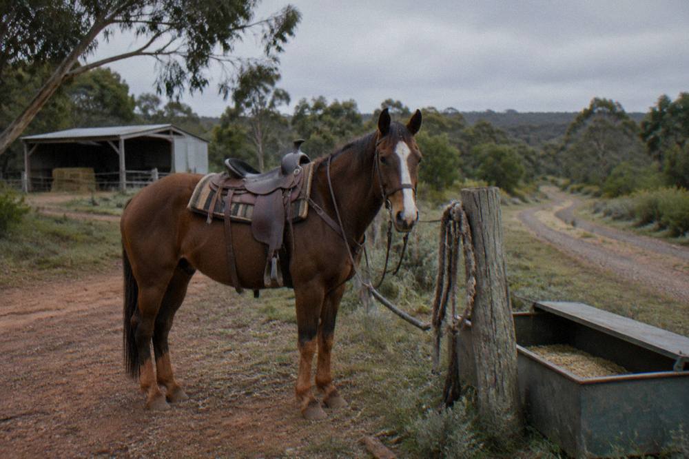 A stock horse saddled and ready beside a bush track in the Margaret River countryside