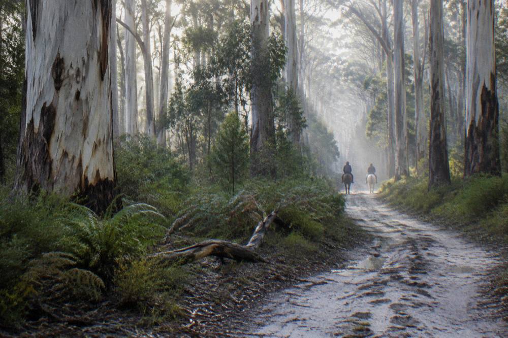 Riders on a forest trail among tall karri trees in the Margaret River region