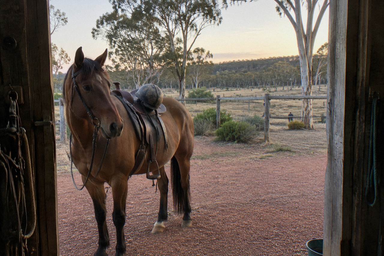 A calm bay horse standing in Margaret River bushland with a riding helmet hanging from the saddle