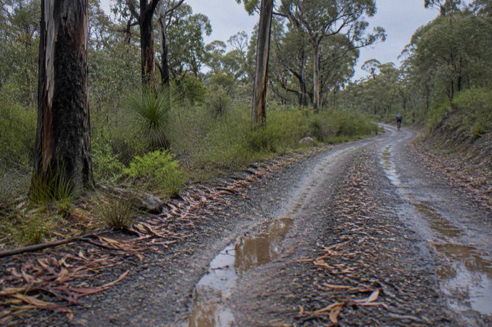 A gravel bush trail winding through jarrah forest with morning light on the trees