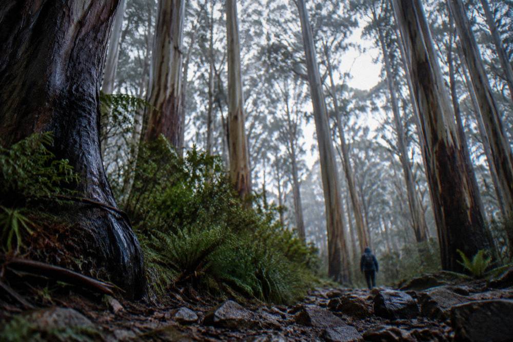 Tall pale karri tree trunks standing close together in Boranup Forest