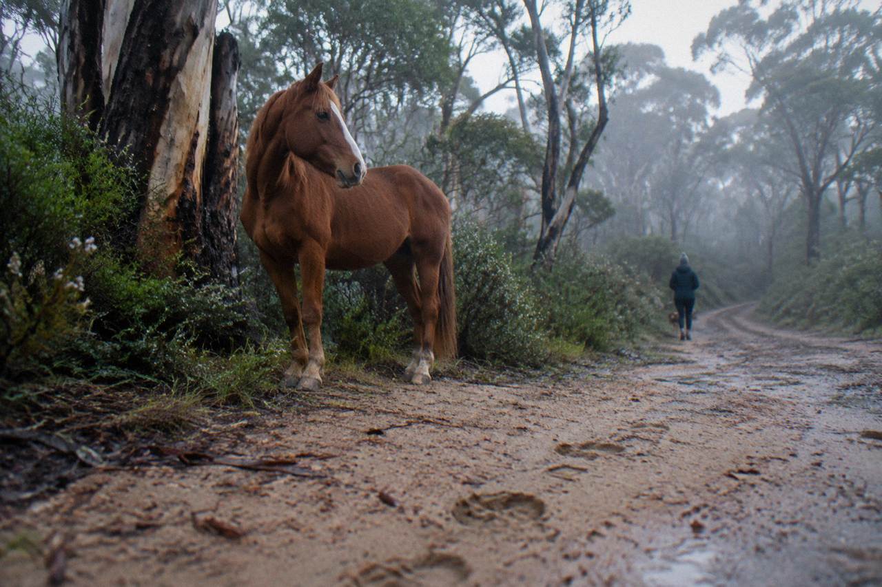 A horse standing on a bush trail surrounded by tall forest in the Margaret River region