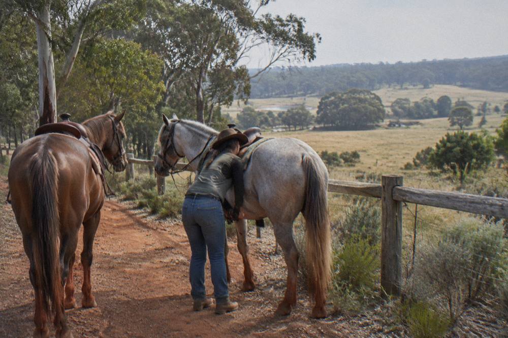 Horses standing on a dirt trail beside open farmland and bush