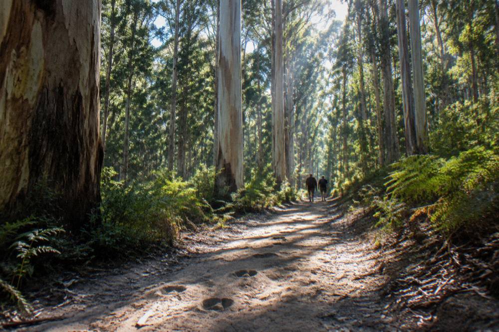 Tall karri forest with sunlight through the canopy onto a soft dirt track