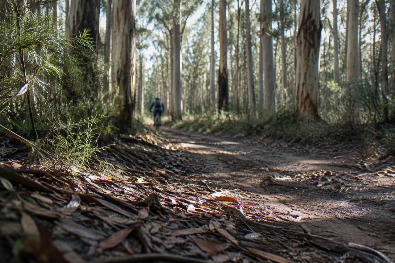 Forest trail with tall karri trees and dappled morning light