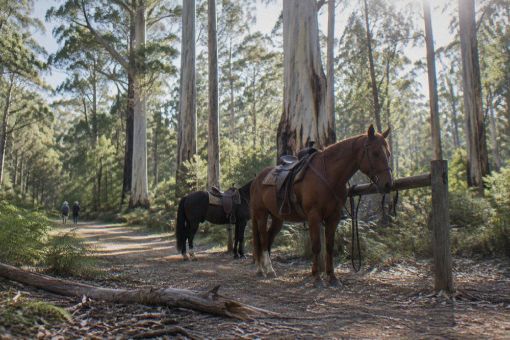 Saddled horses standing tied at a rustic farm fence in tall forest