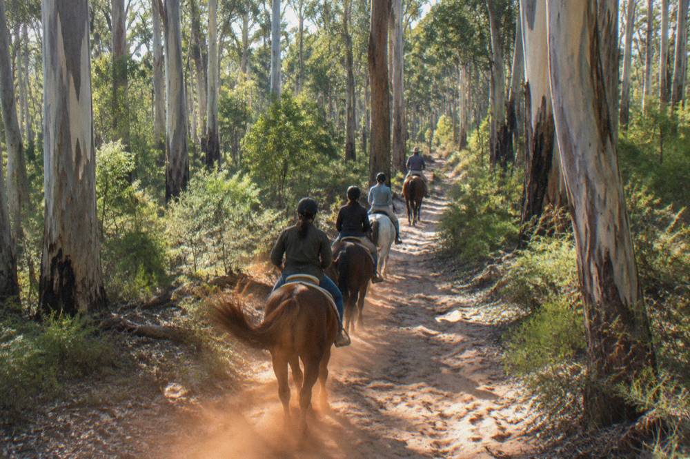 Riders on horseback following a guide along a sandy track through tall eucalypt forest
