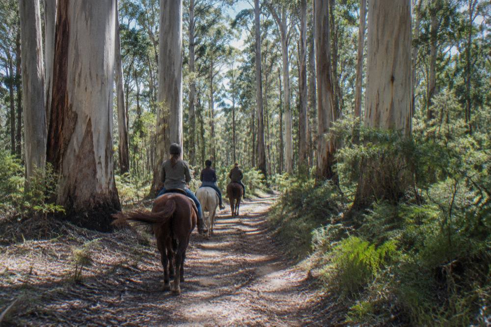 Riders on horseback following a guide along a dirt track through open bushland with tall trees.