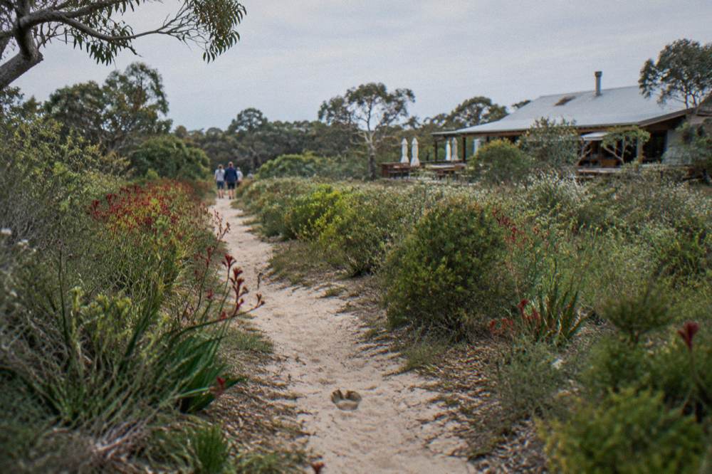 A quiet bush trail winding through spring wildflowers and low shrubs in the Margaret River forest.