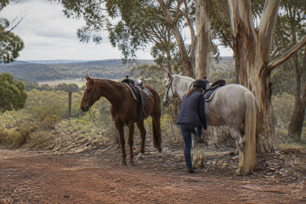 Horses standing relaxed on a bush track with peppermint trees and filtered morning light