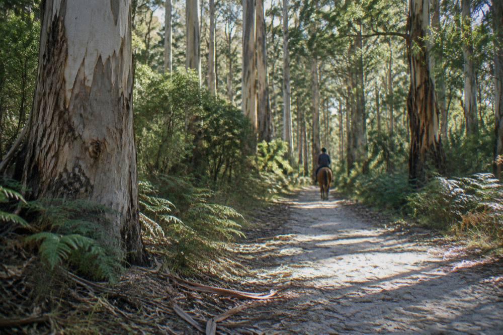 Tree-lined bush trail with dappled sunlight falling on a sandy riding track