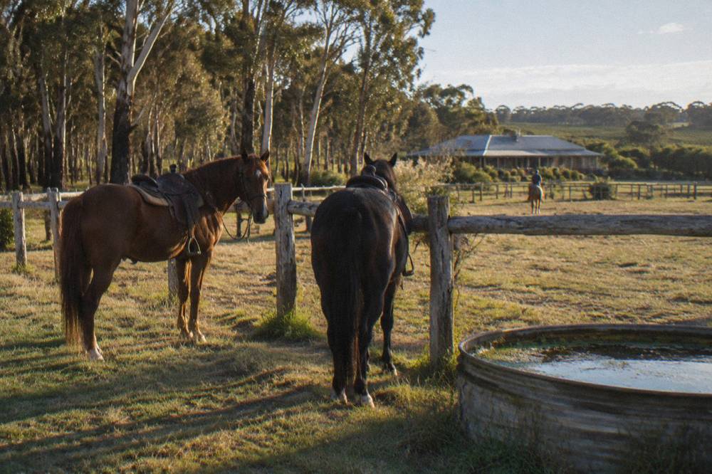 Saddled horses resting in a grassy paddock beside a rustic wooden fence