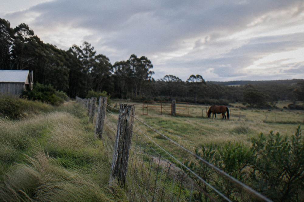 Open paddock with a wooden fence line and forest edge under a wide afternoon sky