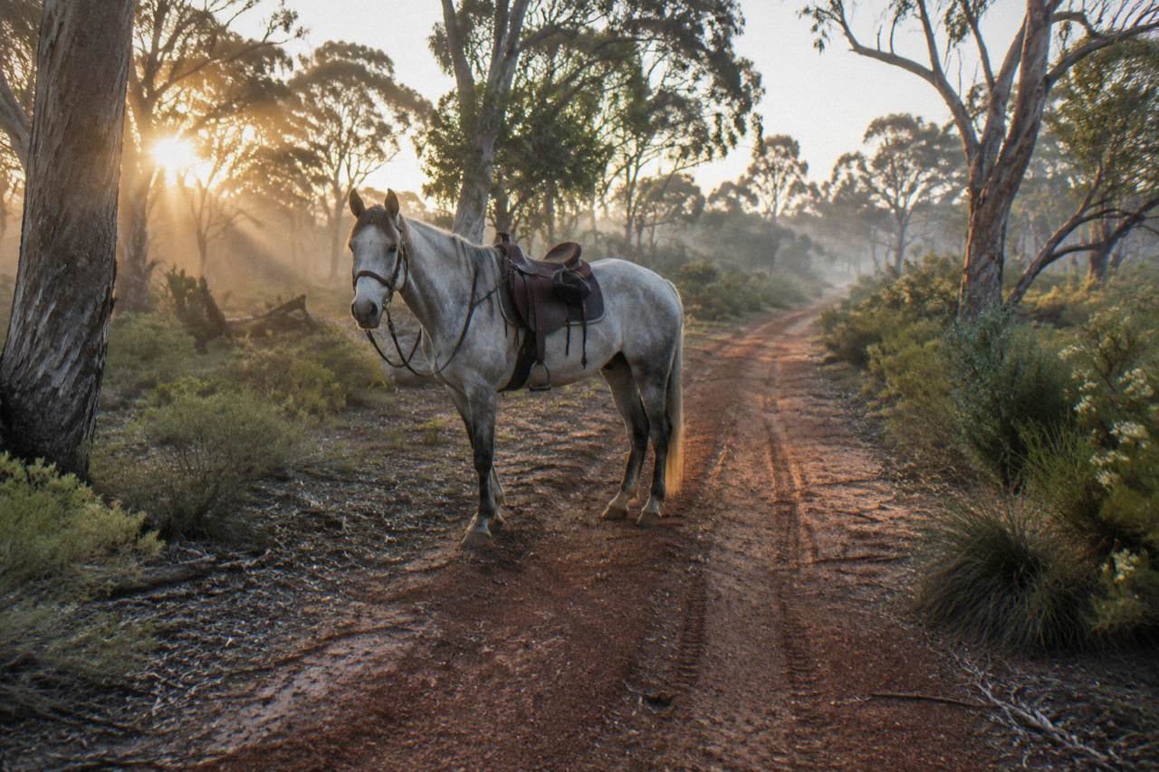 Quiet bush track winding through tall eucalypt trees with a saddle horse standing calmly on the path