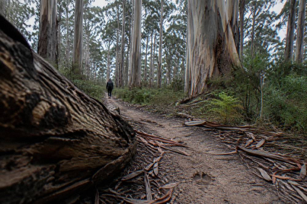Tall karri trees in Boranup Forest with a narrow dirt trail passing between the trunks