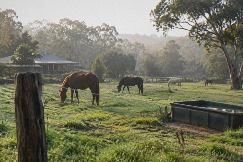 Horses grazing in a green paddock beside a timber fence in the Margaret River countryside