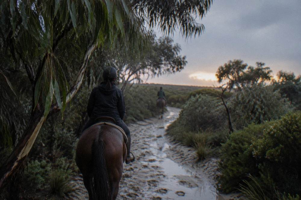 A quiet bush trail winding through peppermint trees and low coastal scrub
