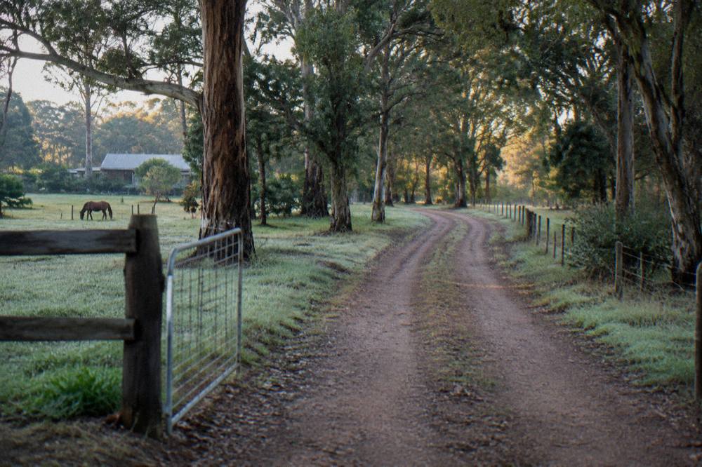 Tree-lined country lane with a dirt riding track winding through bush