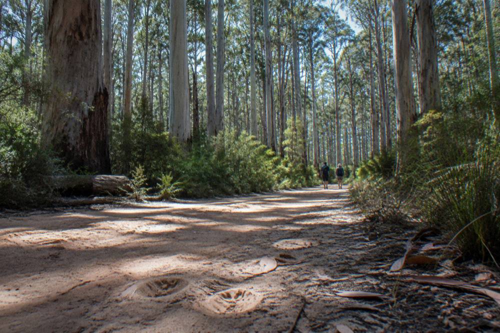 Quiet forest track with tall karri trees and dappled light on the path