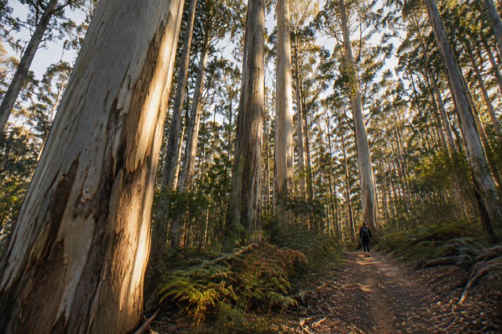 Tall pale karri tree trunks in a sunlit forest with a narrow dirt trail