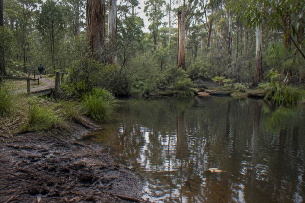 A forest pool surrounded by trees with dappled light on still water