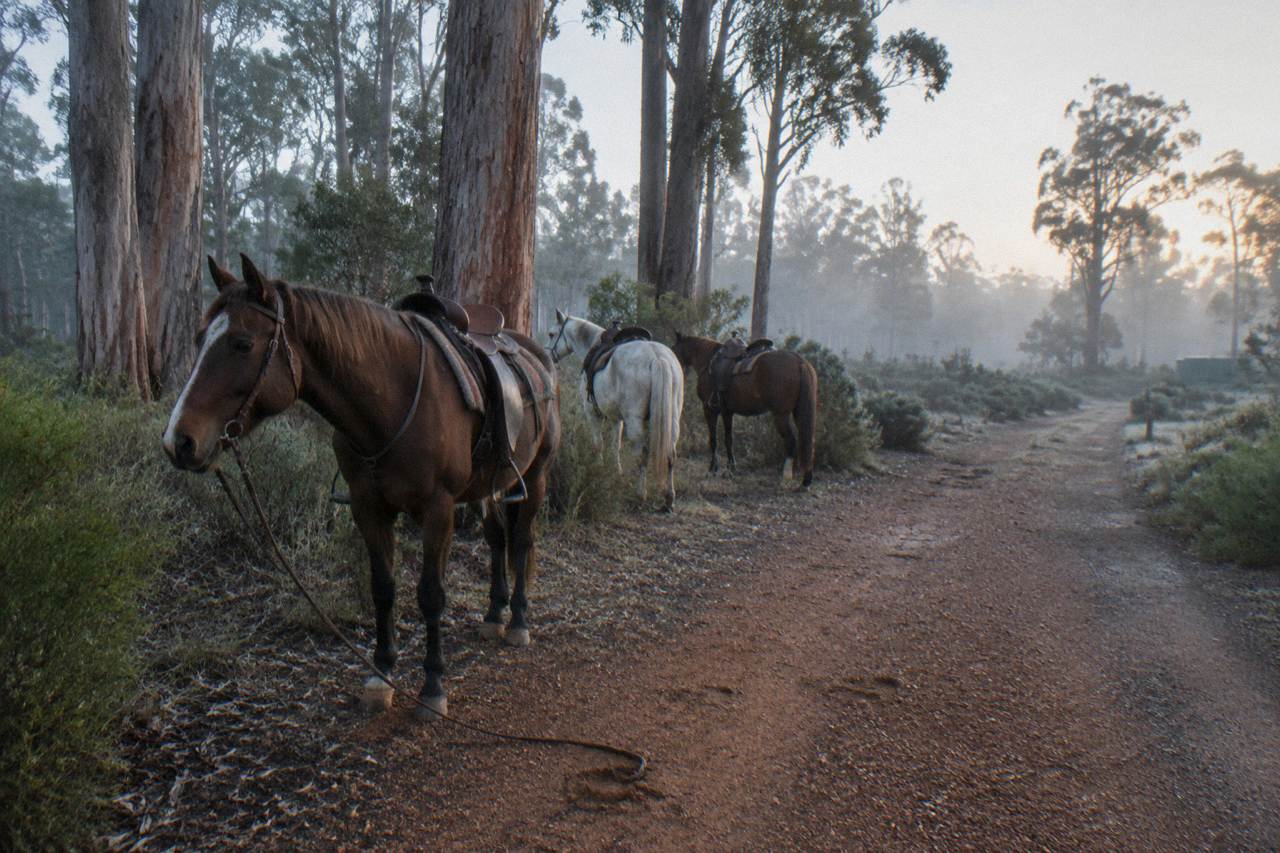 Horses standing on a bush track beside tall eucalypt trees in morning light