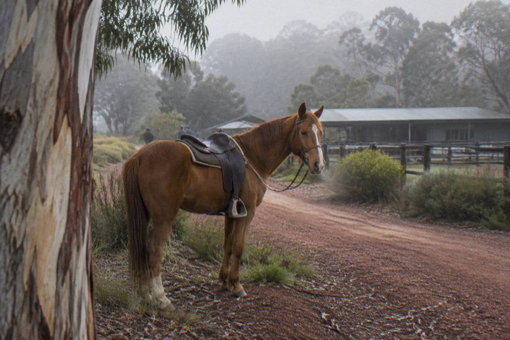 A saddled trail horse standing quietly beside bush track in the Margaret River countryside