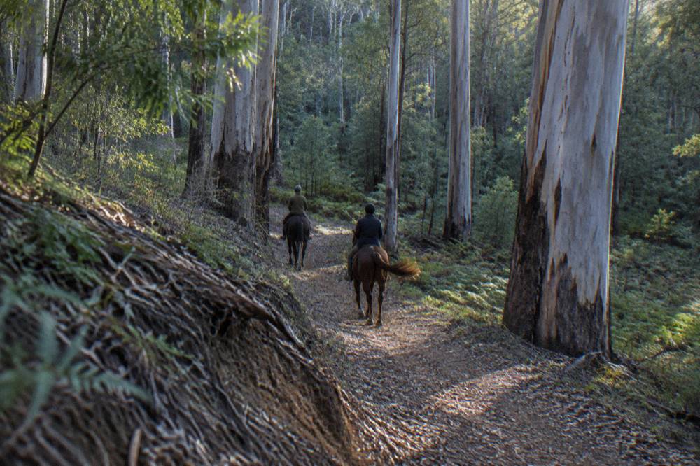 Riders on horseback walking a forest trail between tall karri trees in the South West