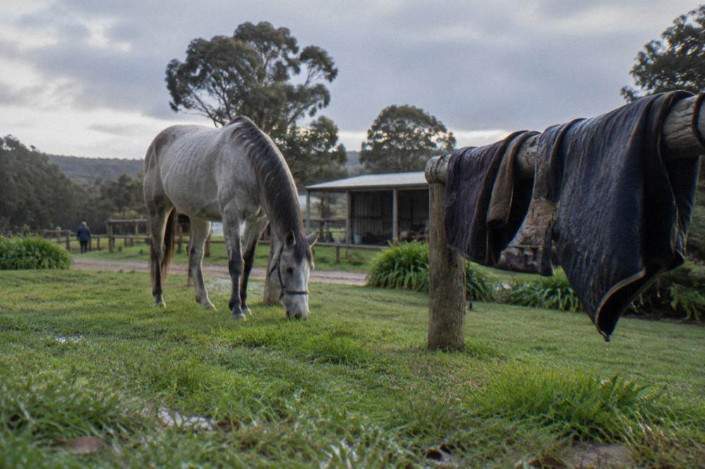 A quiet trail horse grazing in a paddock with saddle blankets drying on a fence nearby