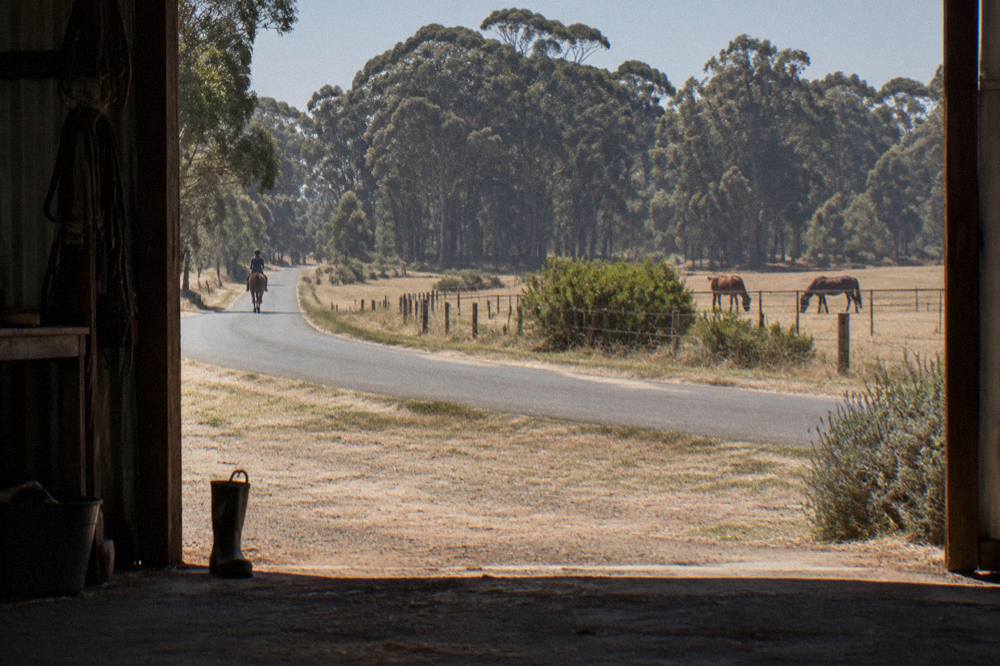 A country road curving past grazing paddocks toward a treeline of tall native forest