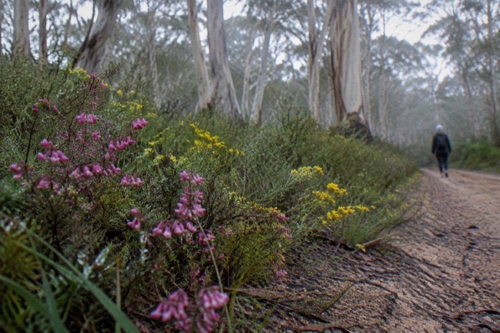 Spring wildflowers in pink and yellow blooming along a sandy track beside native bushland