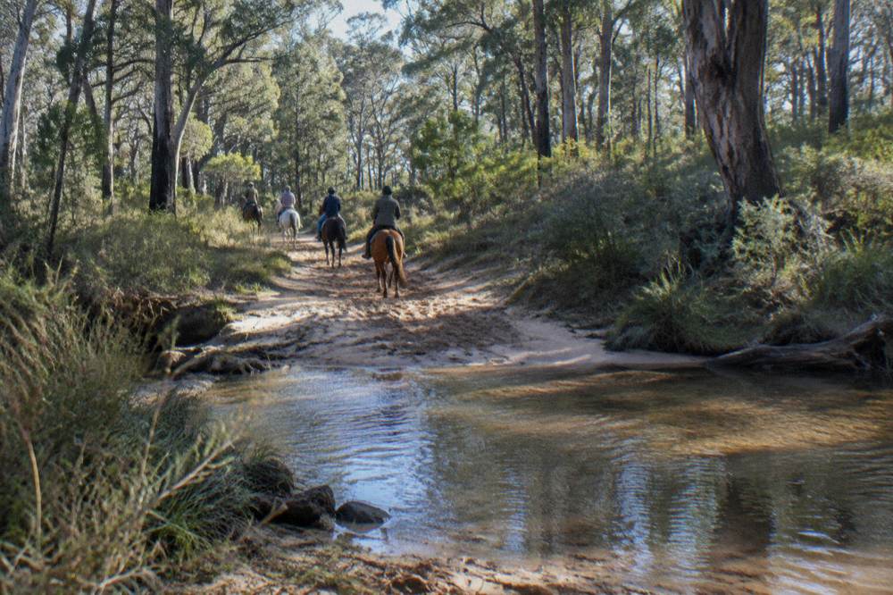 Riders on a sandy bush track passing between tall eucalyptus trees in dappled light