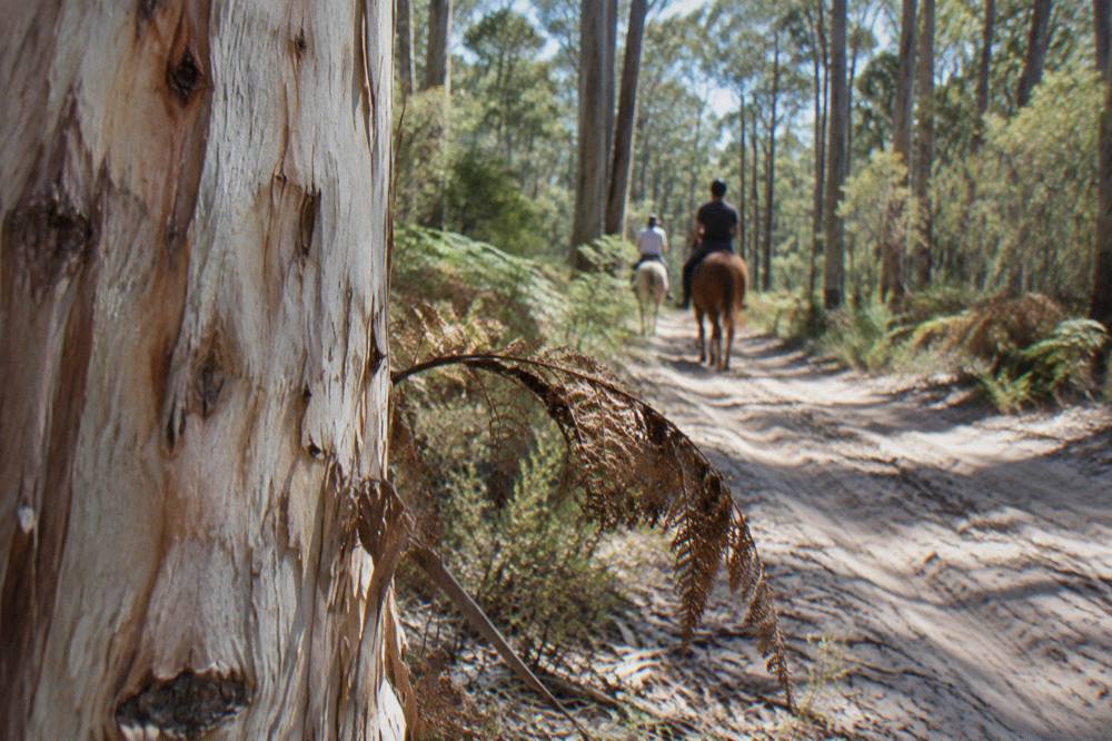 Riders on horseback moving through tall pale karri trees on a forest trail
