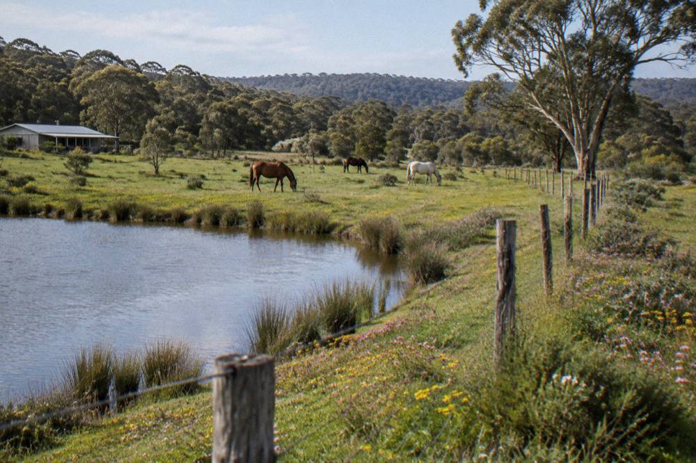 Horses grazing on green pasture with wildflowers along a fence line in spring