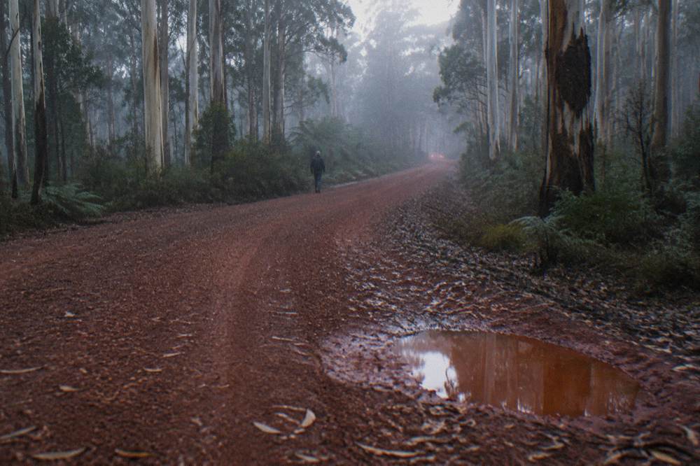 A gravel road winding through tall pale-trunked karri forest in soft morning light