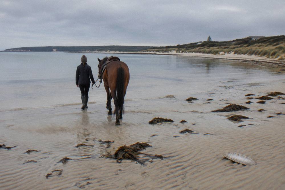 A horse being led on foot across firm wet sand toward calm shallow bay water