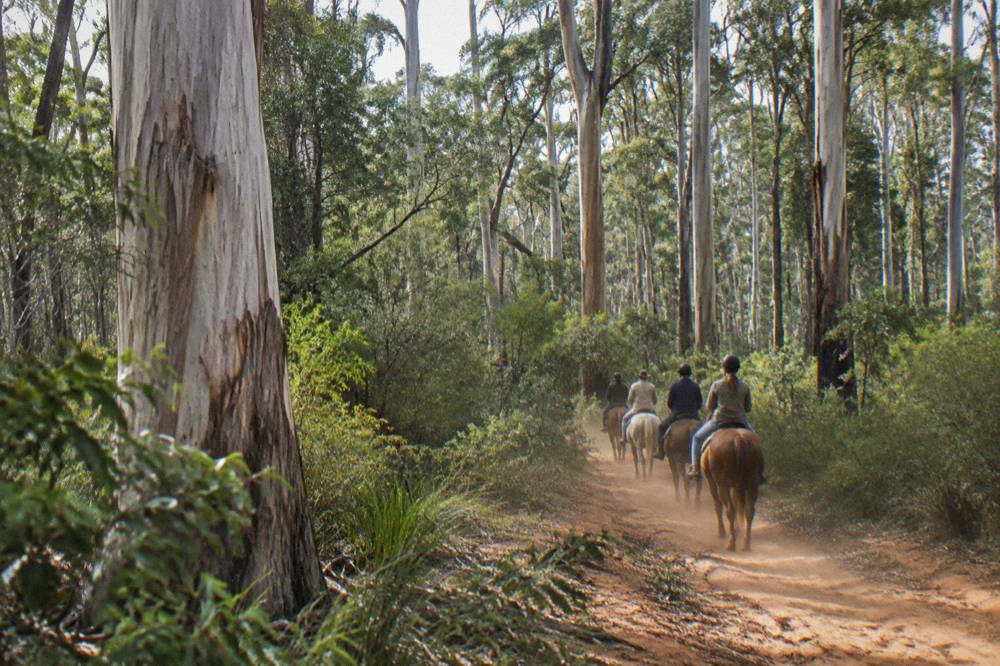 Riders on horseback moving single file along a sandy track through tall karri forest