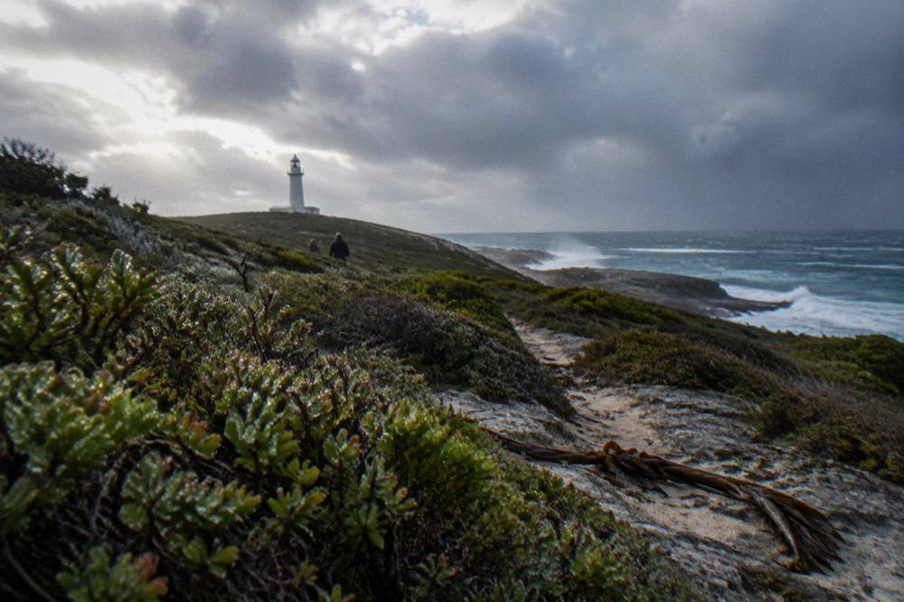 Windy coastal heathland with low shrubs and a distant lighthouse silhouette under grey clouds