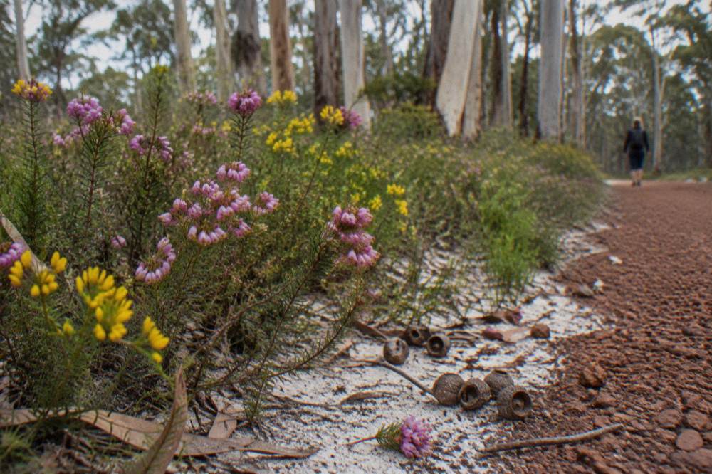 Spring wildflowers including pink and yellow heath species along a sandy forest edge