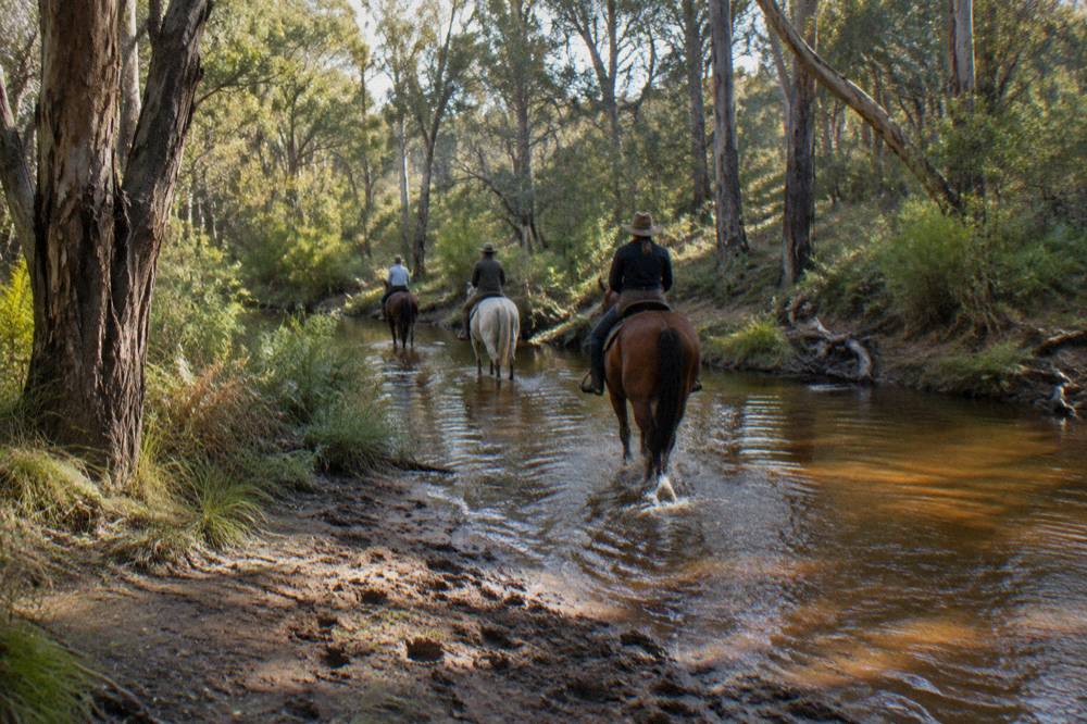 Riders on horseback crossing a shallow muddy forest stream between tall eucalyptus trees