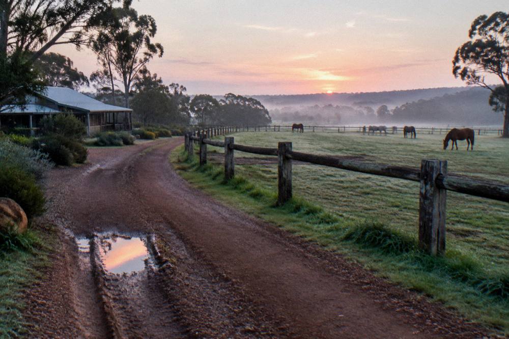 Morning light over a gravel trail between paddocks with horses grazing in the distance