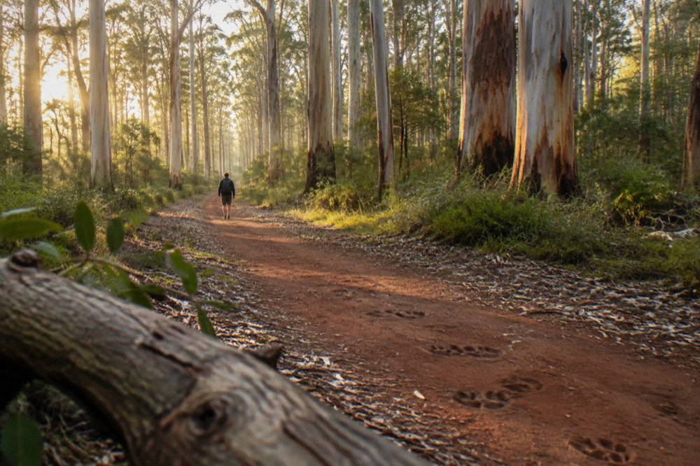 Tall pale-trunked karri trees in a sunlit forest with a dirt track