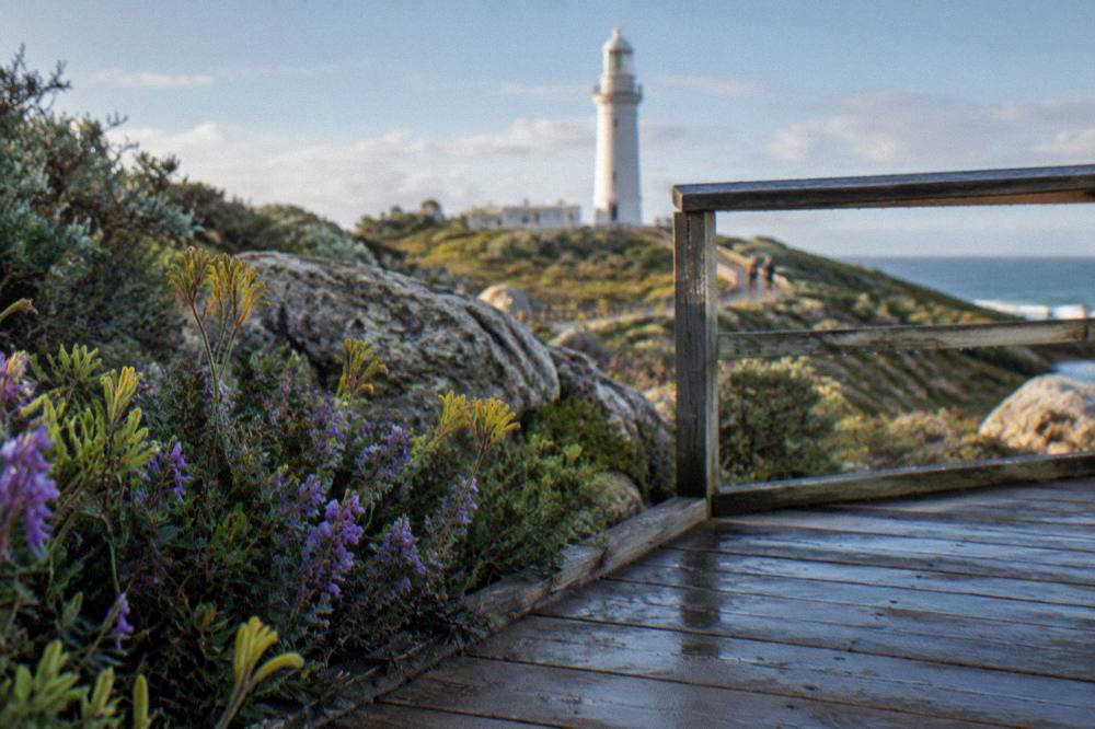 A wooden lookout platform over coastal heath with wildflowers in bloom
