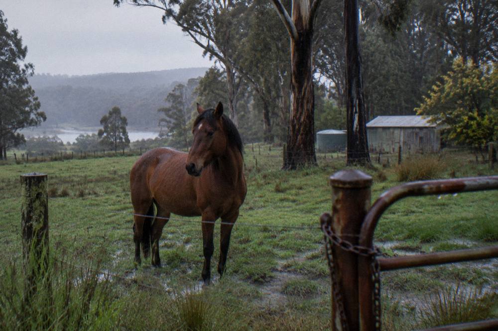 A horse standing in a grassy paddock with jarrah forest behind it