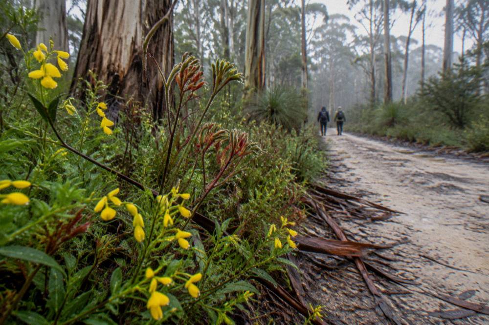 Wildflowers blooming along a bush track in spring