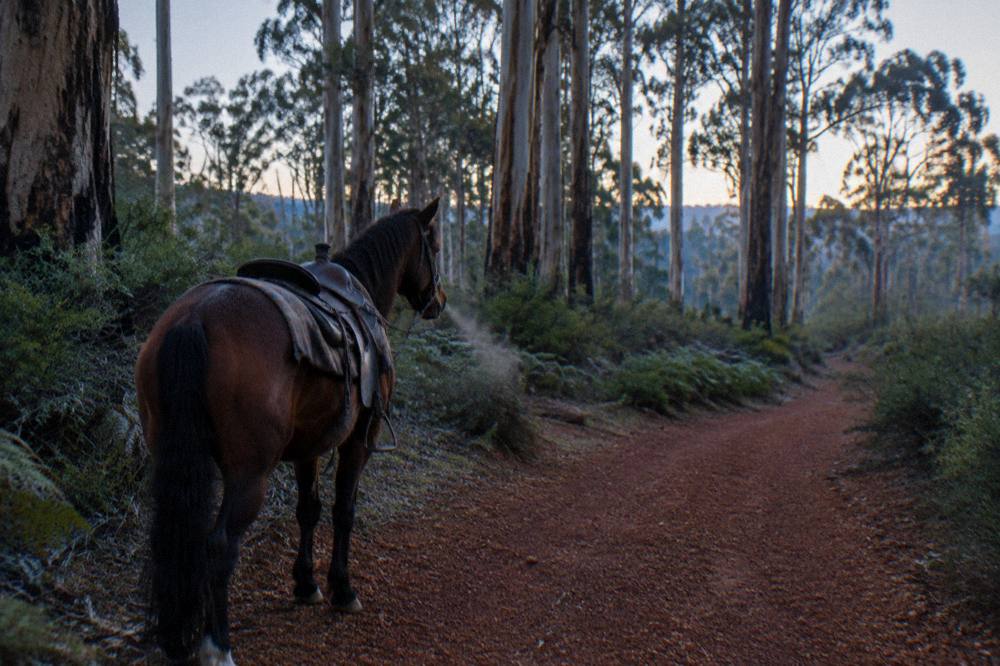 A trail horse standing under tall karri trees on a forest track