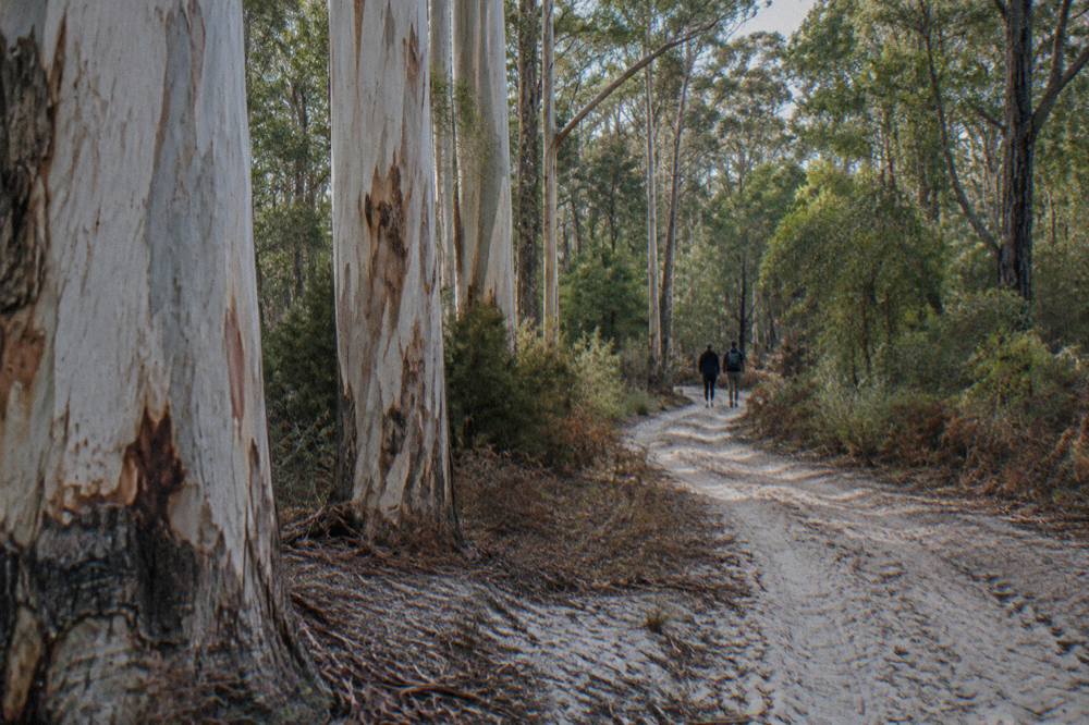 Tree-lined bush track in the Margaret River countryside
