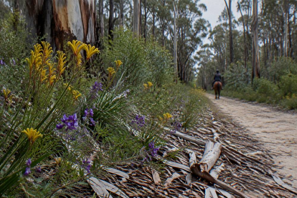 Wildflowers blooming along a forest trail edge