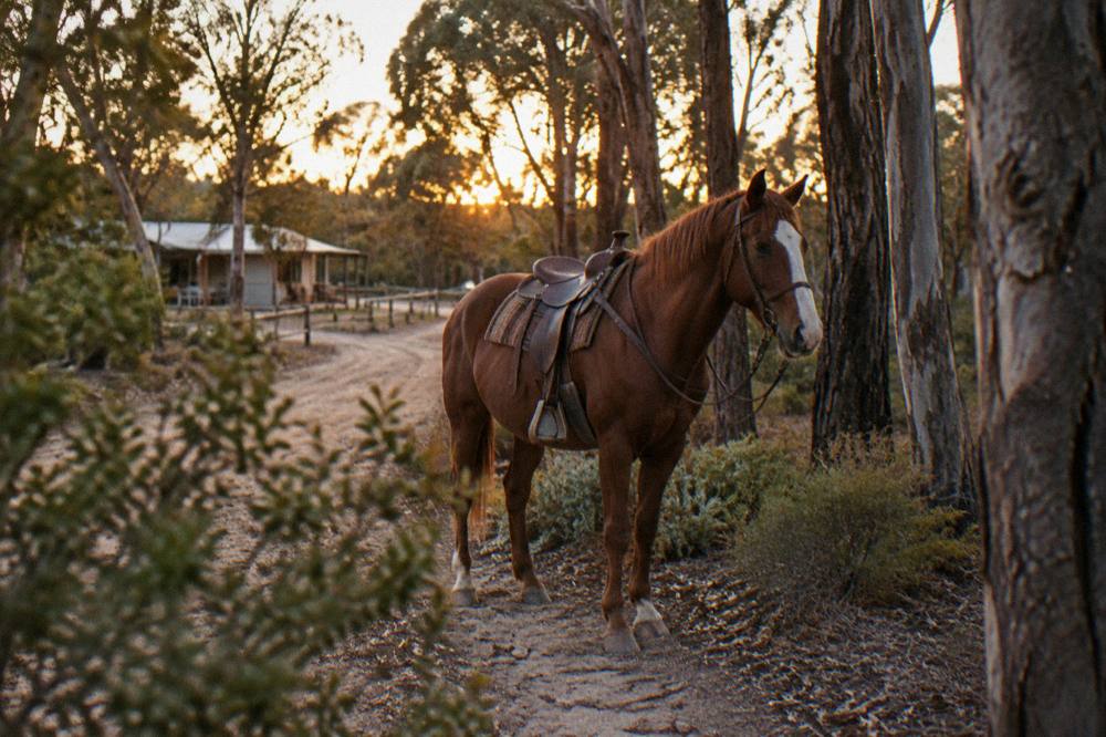 Quiet horse standing on a bush track beside tall trees