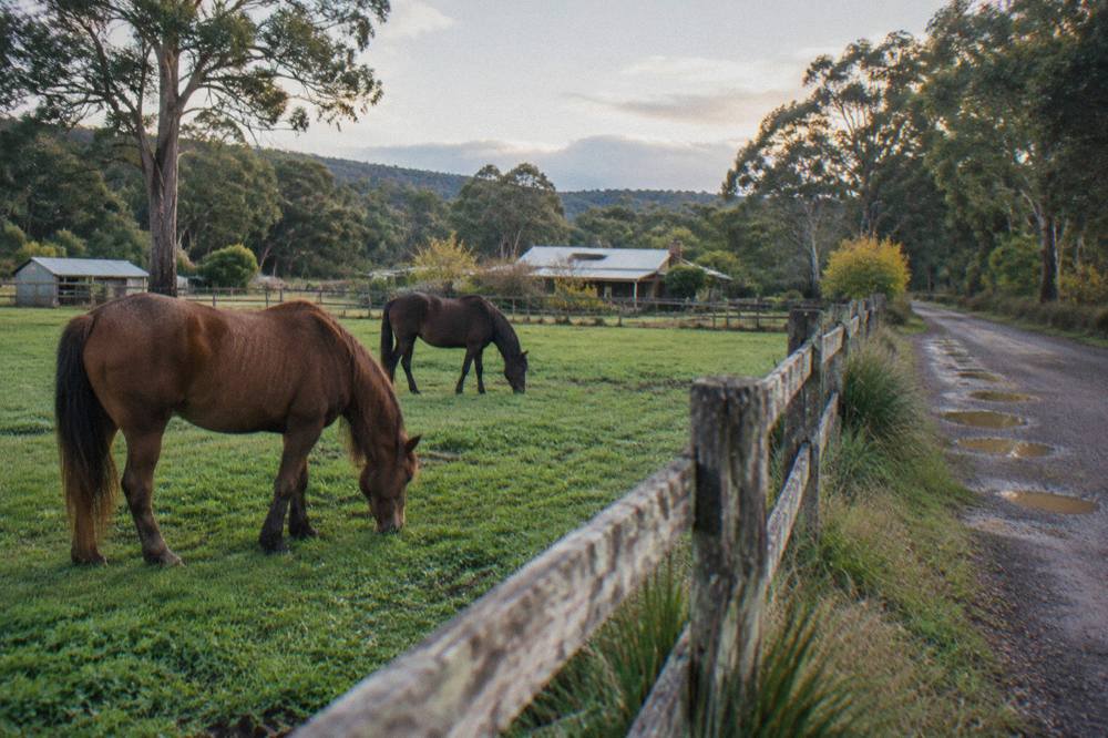 Wooden fence line along a gravel country lane with horses grazing in a green paddock behind it